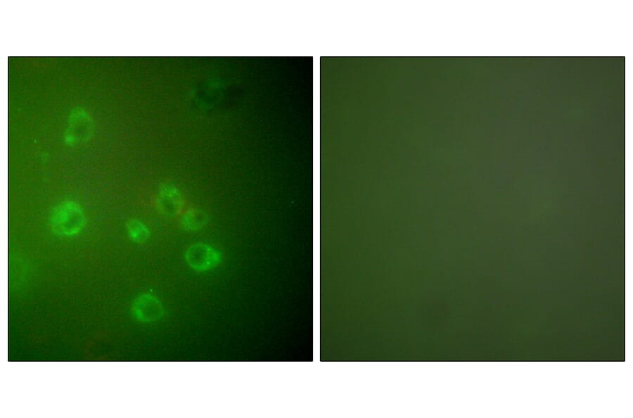 Immunofluorescence - Anti-GRP78 Antibody (C0217) - Antibodies.com