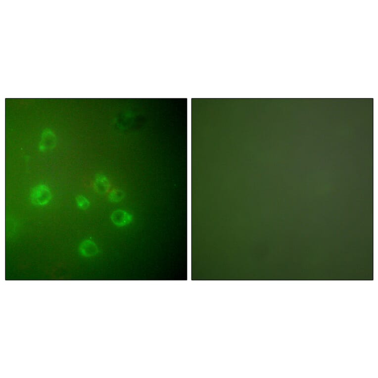 Immunofluorescence - Anti-GRP78 Antibody (C0217) - Antibodies.com