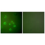 Immunofluorescence - Anti-GRP78 Antibody (C0217) - Antibodies.com