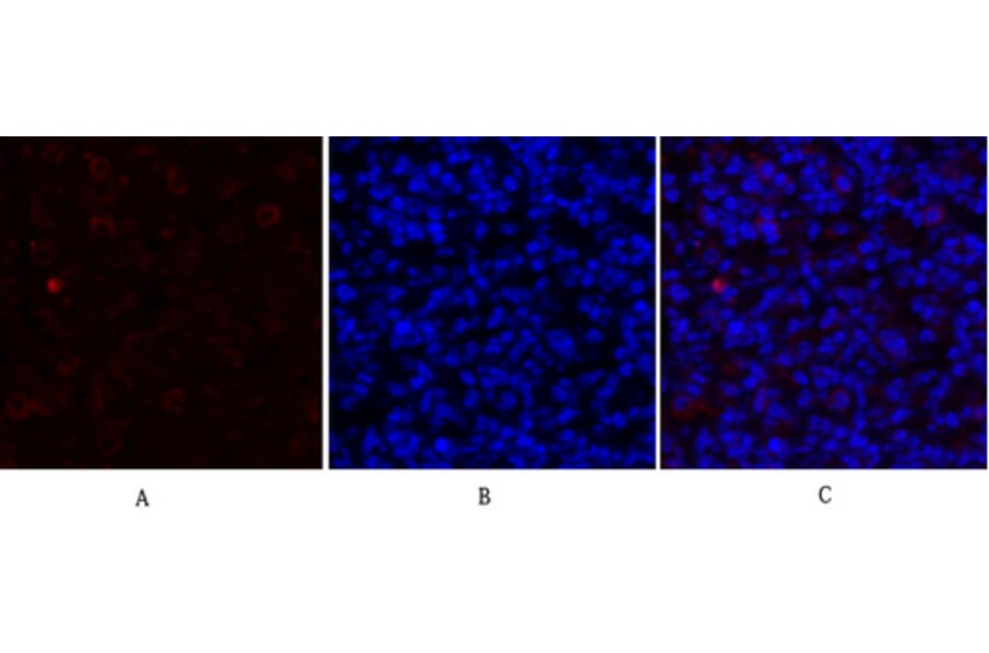 Immunofluorescence - Anti-GRP78 Antibody (C0217) - Antibodies.com