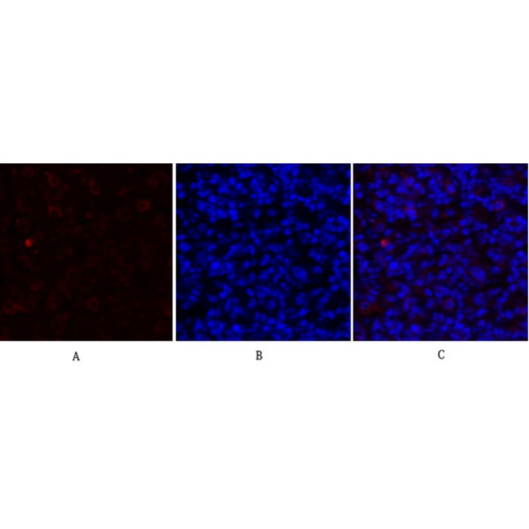 Immunofluorescence - Anti-GRP78 Antibody (C0217) - Antibodies.com