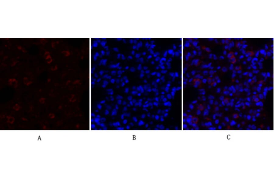 Immunofluorescence - Anti-GRP78 Antibody (C0217) - Antibodies.com