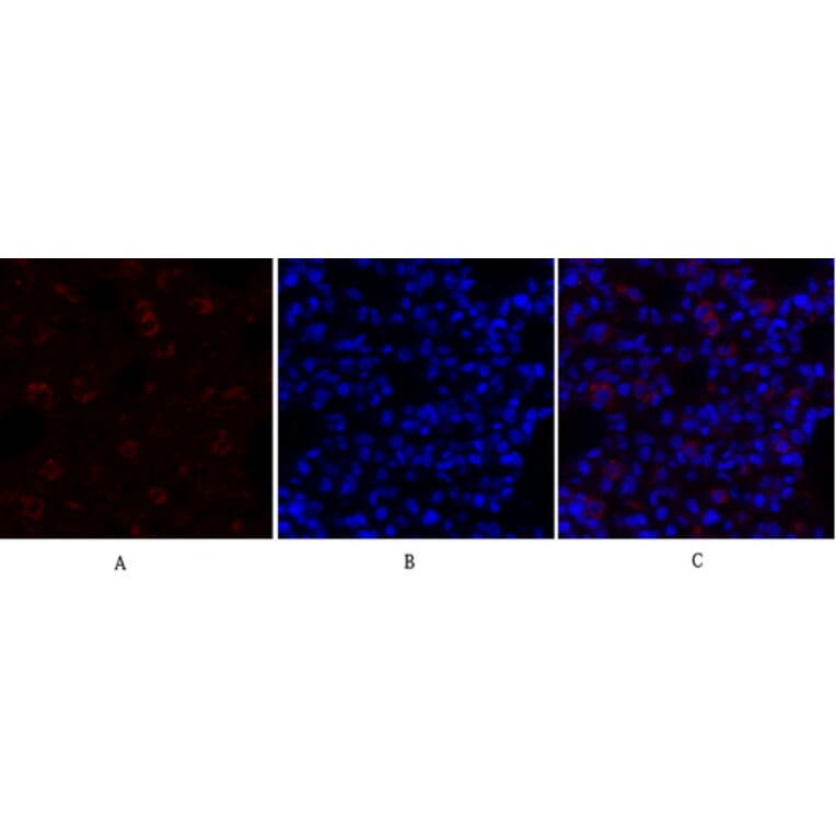 Immunofluorescence - Anti-GRP78 Antibody (C0217) - Antibodies.com