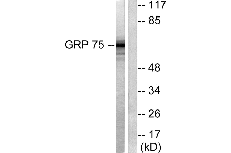 Western Blot - Anti-GRP75 Antibody (C0216) - Antibodies.com