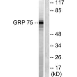 Western Blot - Anti-GRP75 Antibody (C0216) - Antibodies.com