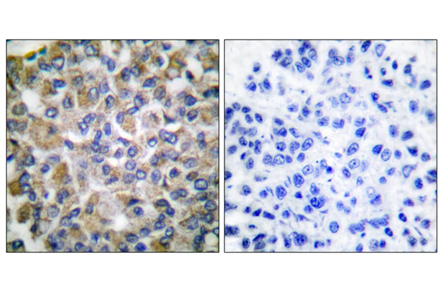 Immunohistochemistry - Anti-GRP75 Antibody (C0216) - Antibodies.com