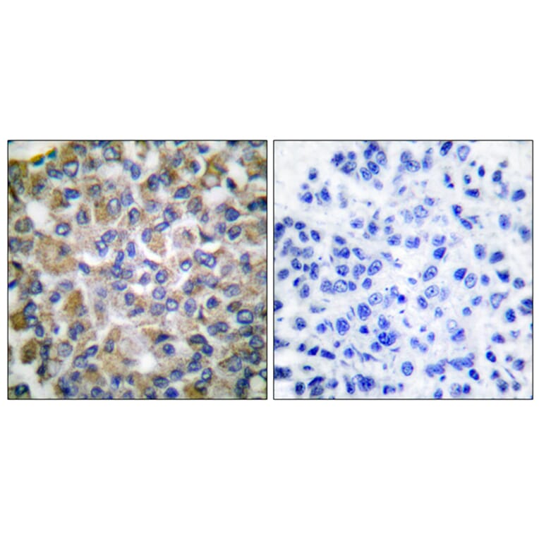 Immunohistochemistry - Anti-GRP75 Antibody (C0216) - Antibodies.com