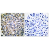 Immunohistochemistry - Anti-GRP75 Antibody (C0216) - Antibodies.com