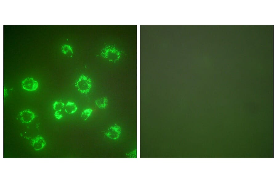 Immunofluorescence - Anti-GRP75 Antibody (C0216) - Antibodies.com
