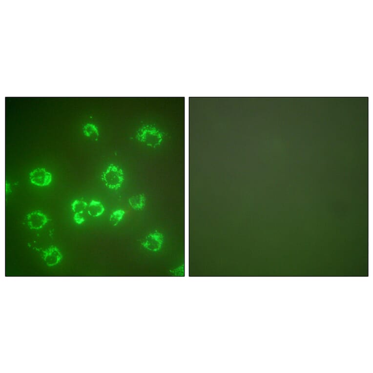 Immunofluorescence - Anti-GRP75 Antibody (C0216) - Antibodies.com