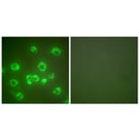 Immunofluorescence - Anti-GRP75 Antibody (C0216) - Antibodies.com