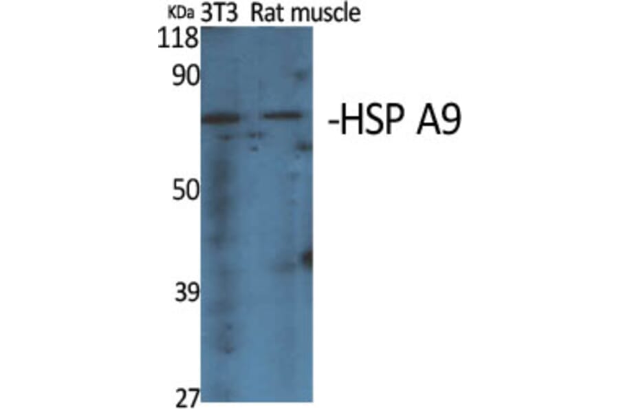 Western Blot - Anti-GRP75 Antibody (C0216) - Antibodies.com