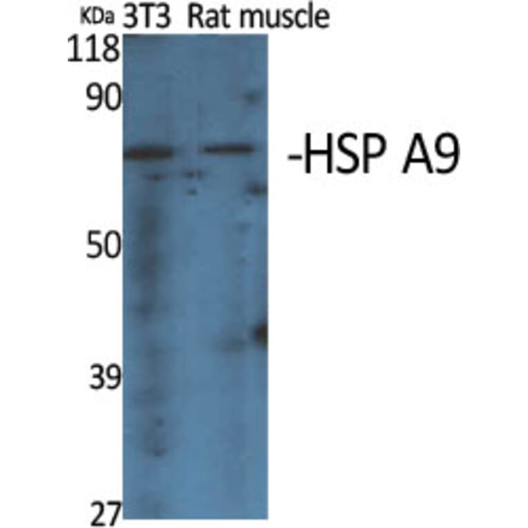 Western Blot - Anti-GRP75 Antibody (C0216) - Antibodies.com