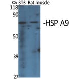 Western Blot - Anti-GRP75 Antibody (C0216) - Antibodies.com