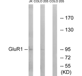 Western Blot - Anti-GluR1 Antibody (B7094) - Antibodies.com