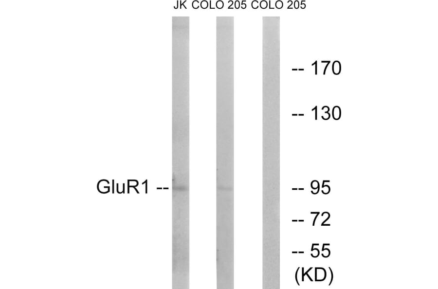 Western Blot - Anti-GluR1 Antibody (B7094) - Antibodies.com