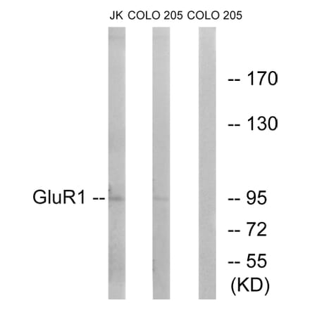 Western Blot - Anti-GluR1 Antibody (B7094) - Antibodies.com