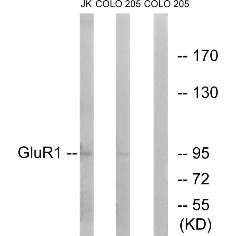 Western Blot - Anti-GluR1 Antibody (B7094) - Antibodies.com