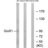 Western Blot - Anti-GluR1 Antibody (B7094) - Antibodies.com