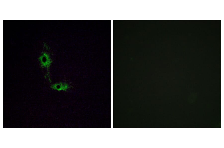 Immunofluorescence - Anti-GluR1 Antibody (B7094) - Antibodies.com