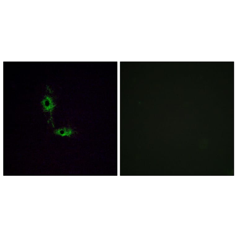 Immunofluorescence - Anti-GluR1 Antibody (B7094) - Antibodies.com