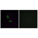 Immunofluorescence - Anti-GluR1 Antibody (B7094) - Antibodies.com