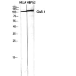 Western Blot - Anti-GluR1 Antibody (B7094) - Antibodies.com