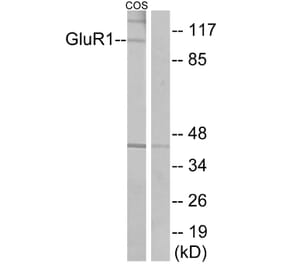 Western Blot - Anti-GluR1 Antibody (B7095) - Antibodies.com