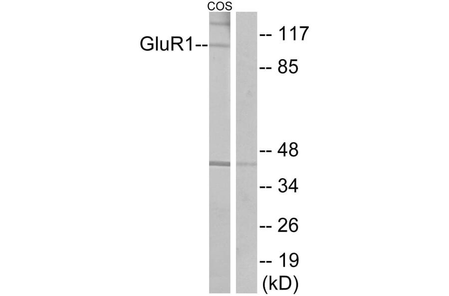Western Blot - Anti-GluR1 Antibody (B7095) - Antibodies.com
