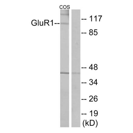 Western Blot - Anti-GluR1 Antibody (B7095) - Antibodies.com