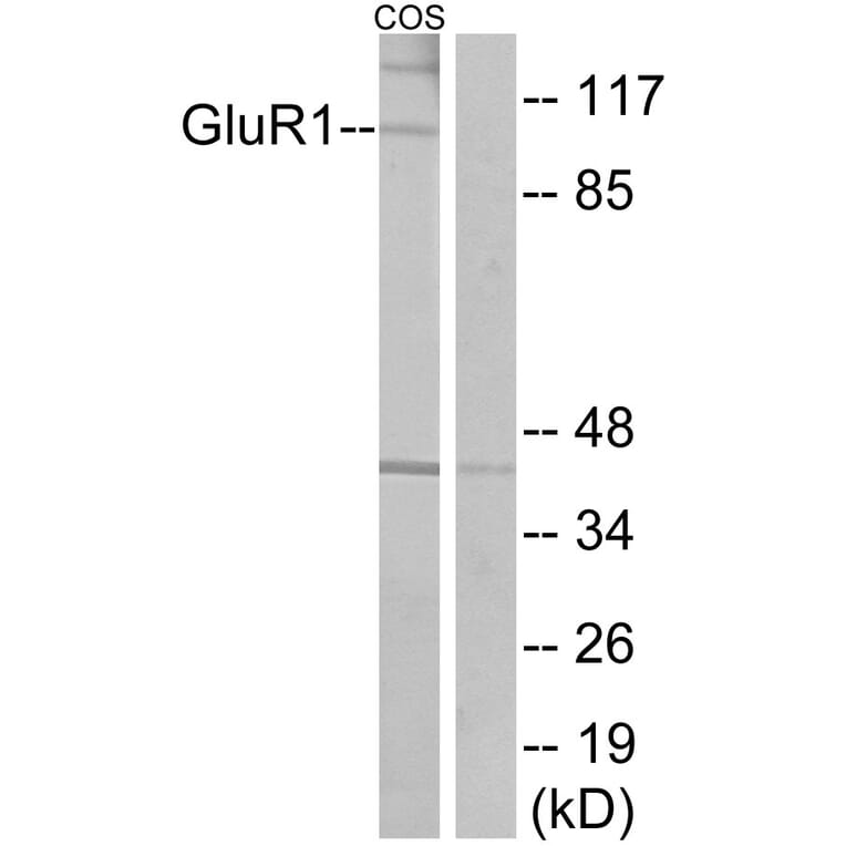 Western Blot - Anti-GluR1 Antibody (B7095) - Antibodies.com