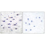 Immunohistochemistry - Anti-GluR1 Antibody (B7095) - Antibodies.com