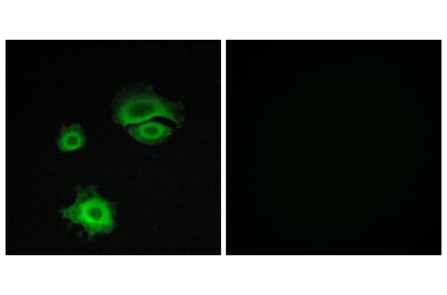Immunofluorescence - Anti-GluR1 Antibody (B7095) - Antibodies.com