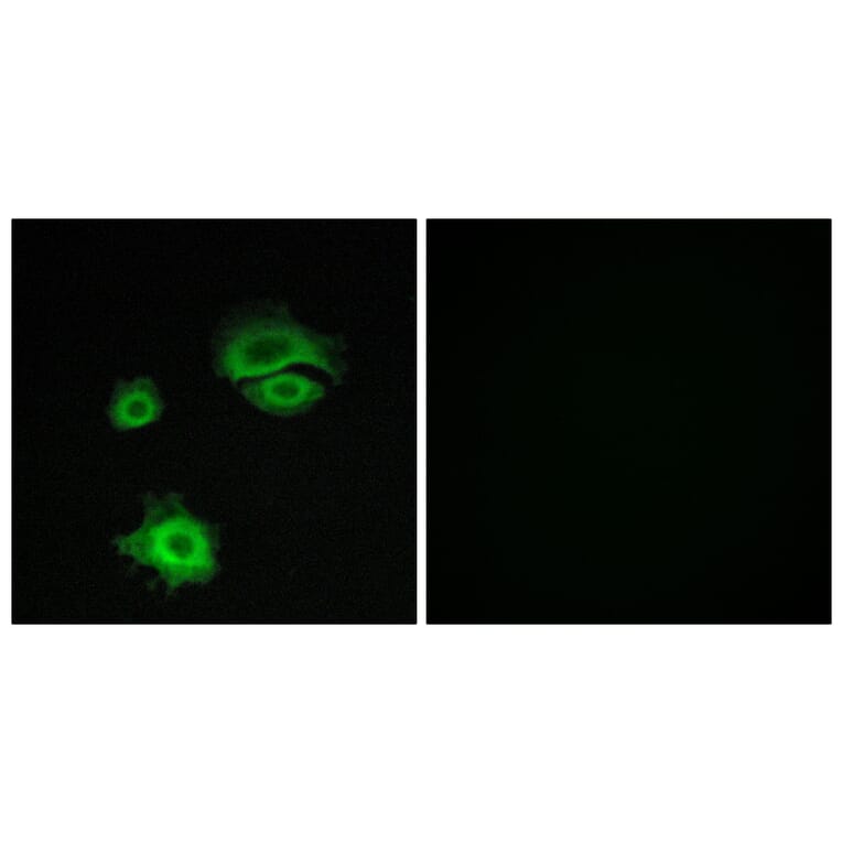 Immunofluorescence - Anti-GluR1 Antibody (B7095) - Antibodies.com