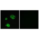 Immunofluorescence - Anti-GluR1 Antibody (B7095) - Antibodies.com