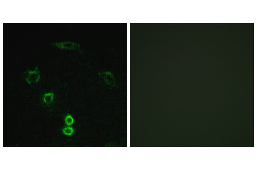Immunofluorescence - Anti-GLCTK Antibody (C11307) - Antibodies.com