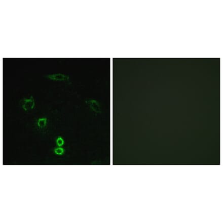 Immunofluorescence - Anti-GLCTK Antibody (C11307) - Antibodies.com
