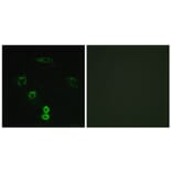 Immunofluorescence - Anti-GLCTK Antibody (C11307) - Antibodies.com