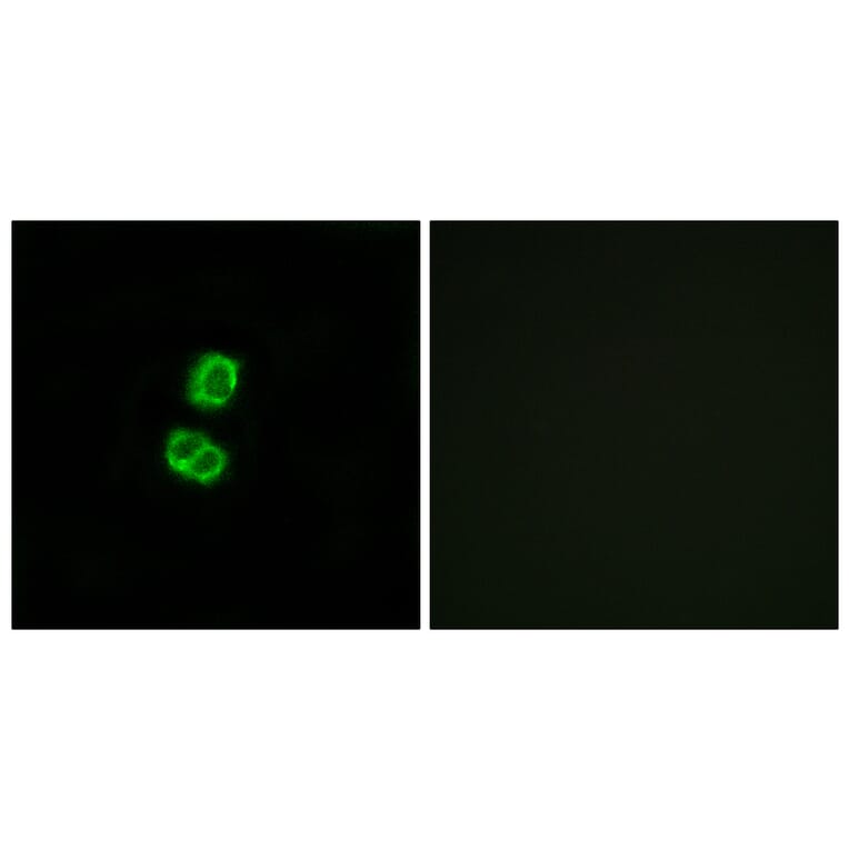 Immunofluorescence - Anti-FGF22 Antibody (C12368) - Antibodies.com