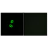 Immunofluorescence - Anti-FGF22 Antibody (C12368) - Antibodies.com
