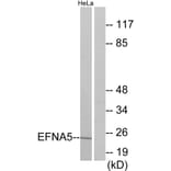 Western Blot - Anti-EFNA5 Antibody (C10712) - Antibodies.com