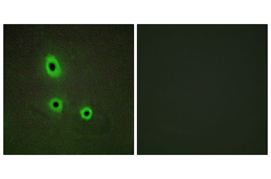 Immunofluorescence - Anti-EFNA5 Antibody (C10712) - Antibodies.com