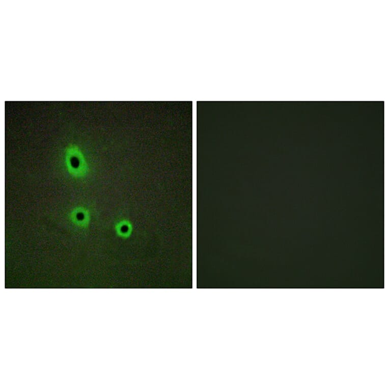 Immunofluorescence - Anti-EFNA5 Antibody (C10712) - Antibodies.com