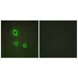 Immunofluorescence - Anti-EFNA5 Antibody (C10712) - Antibodies.com