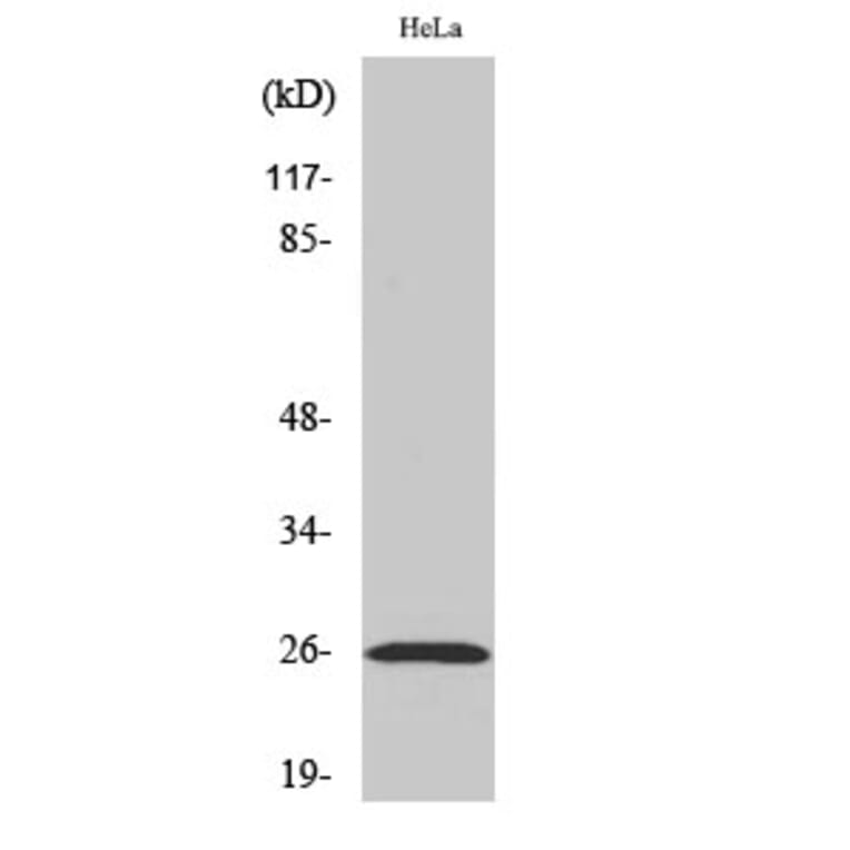 Western Blot - Anti-EFNA5 Antibody (C10712) - Antibodies.com