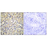 Immunohistochemistry - Anti-DUSP9 Antibody (C11586) - Antibodies.com
