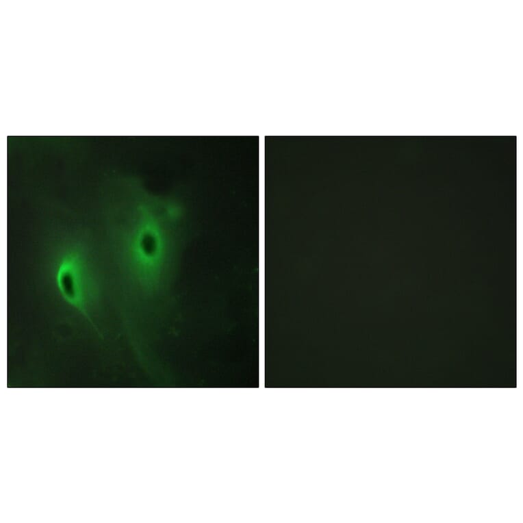 Immunofluorescence - Anti-DUSP9 Antibody (C11586) - Antibodies.com