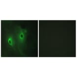 Immunofluorescence - Anti-DUSP9 Antibody (C11586) - Antibodies.com