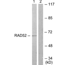 Western Blot - Anti-DRP-2 Antibody (B1199) - Antibodies.com