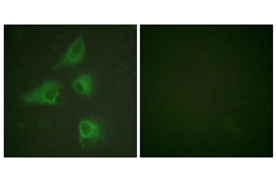 Immunofluorescence - Anti-DRP-2 Antibody (B1199) - Antibodies.com